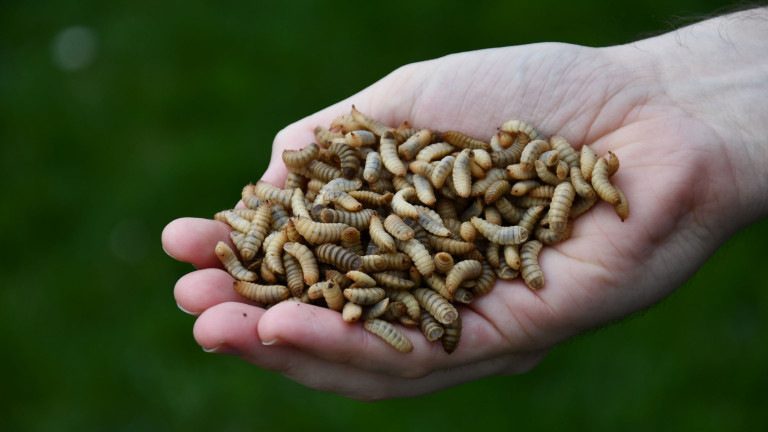 Hand met maden van insect