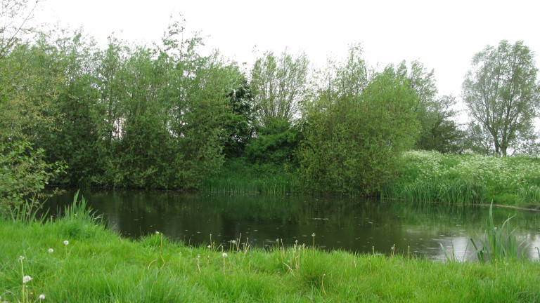 waterbekken met bomen en struiken 