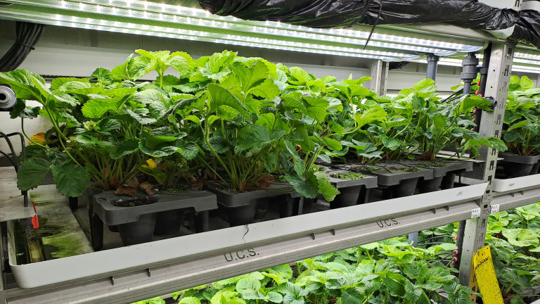 Plantgoed aardbei teeltcontainer