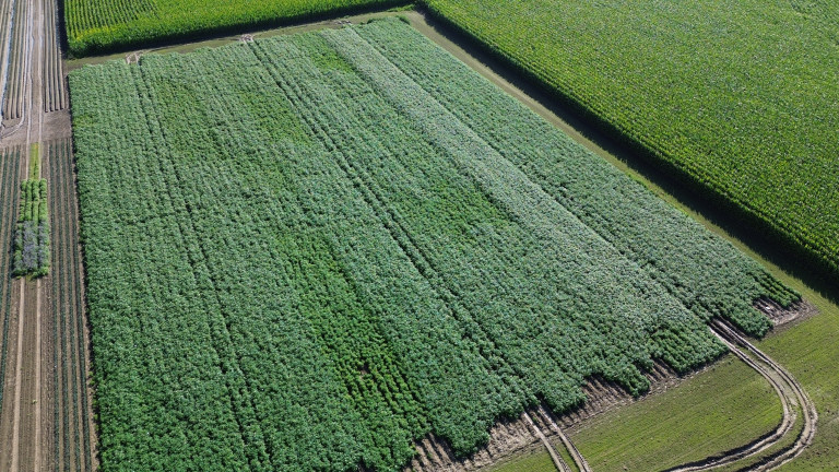 Gefractioneerd bemesten aardappelen (proef 2023)