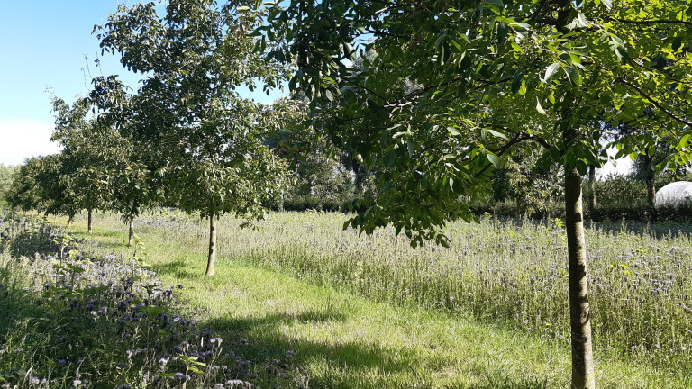 Voorbeeldfoto Cambium project