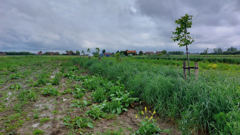 Agroforestryperceel voor inzaai van mais