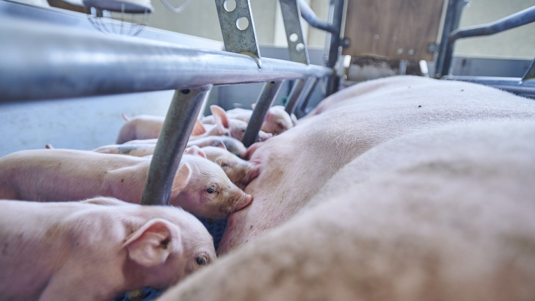 Biggen aan de uier - Inagro