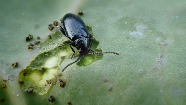 adult blauwe koolaardvlo op spruitkool