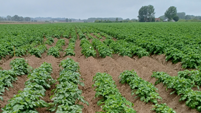 proef late aardappelrassen 2024