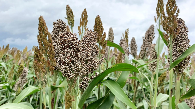 sorghum 2023 Inagro