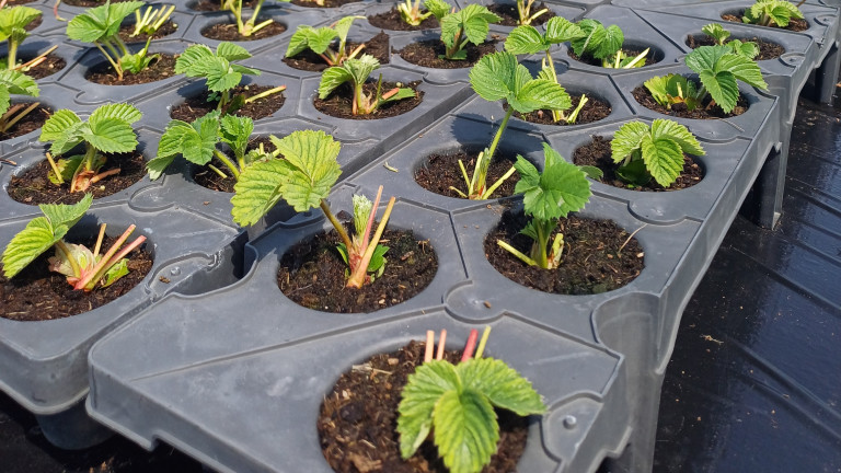 aardbeiplantjes op trayveld detail