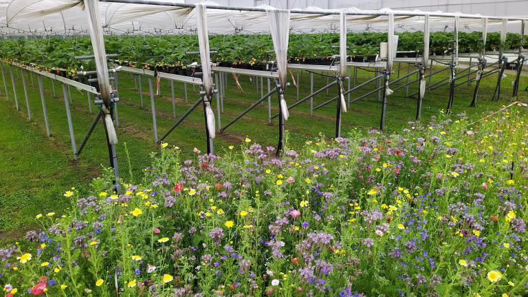 Bloemen zonder woelen aardbeien bloemenrand