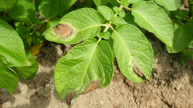 Aantasting door Phytophthora op de bladeren van het ras Agria in de rassenproef biologische aardappelen
