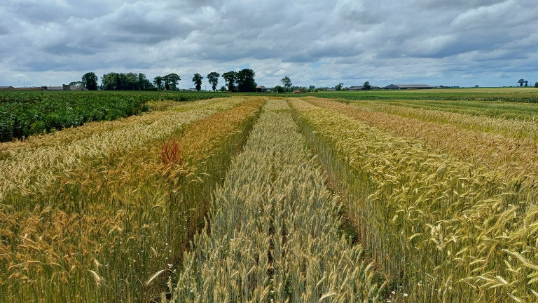 Triticale.jpg