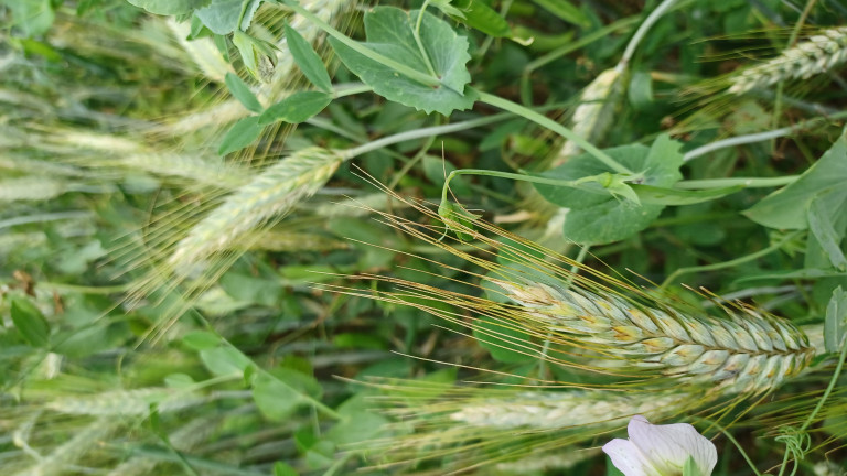 Mengteelt triticale erwt