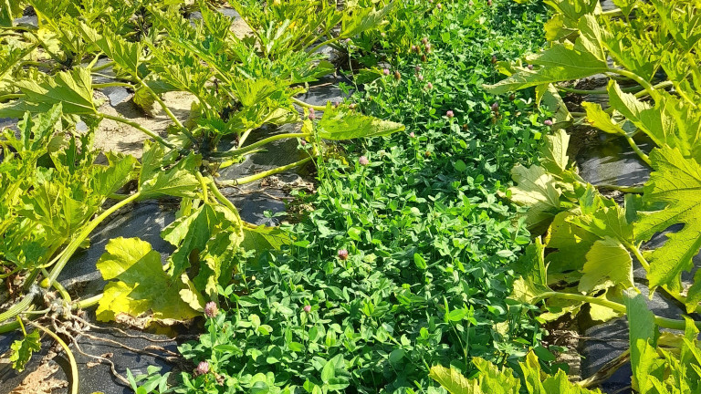 20240828_klaver courgetten.jpg
