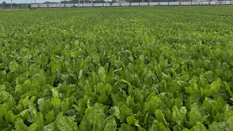 Veld bieten