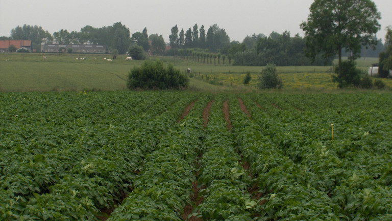 Valplek in aardappelen door cystenaaltjes