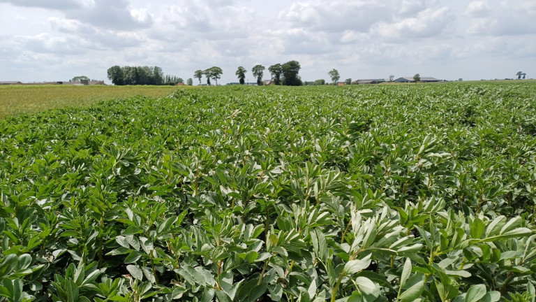 Veldbonen rassenproef 2023-2024.jpg