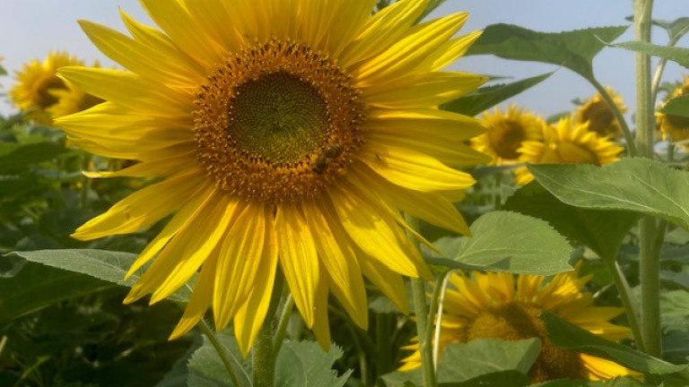 zonnebloem