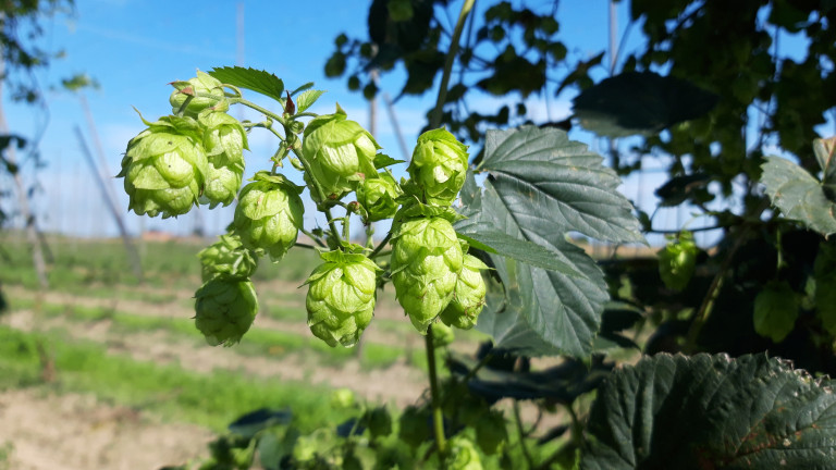 Hopbel Tomorr hop