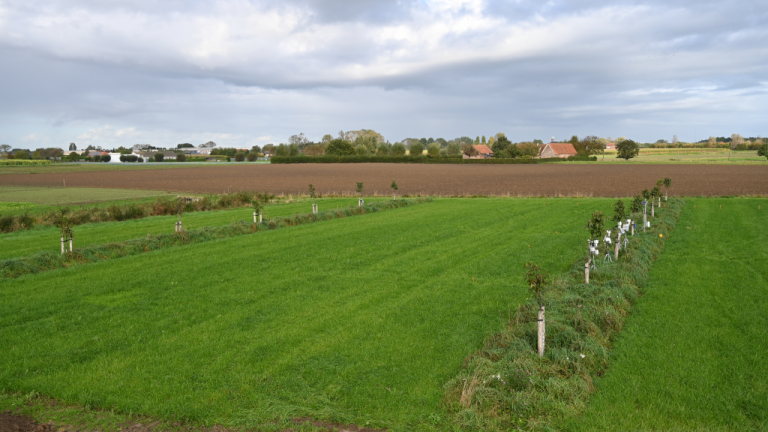 Teelt van raaigras op het agroforestryperceel