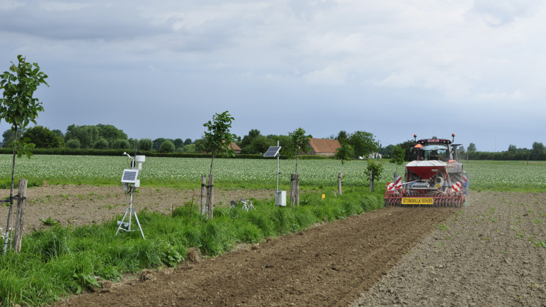 Inzaai raaigras op het agroforestry perceel van Inagro in 2024