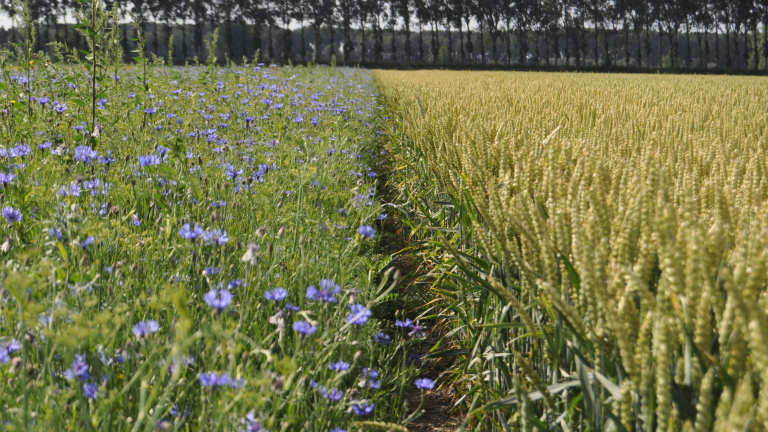 bloemen en tarwe