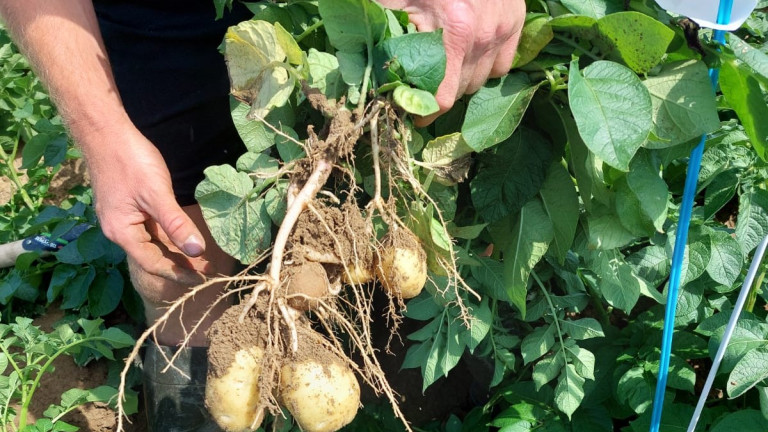 staalname aardappelen