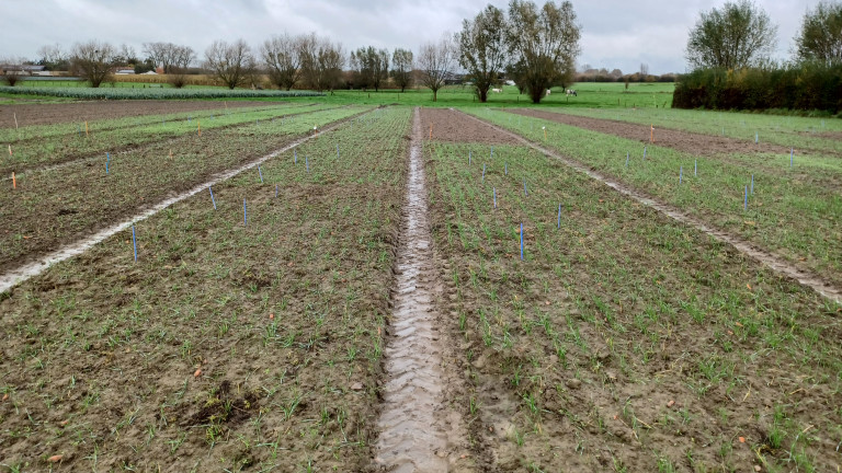 Overzicht proefveld november 2024