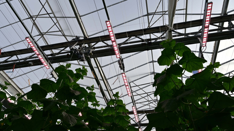 Belichting komkommer Agrotopia