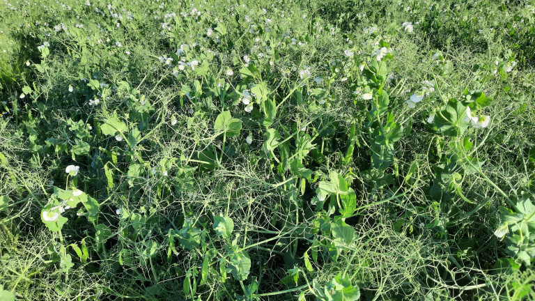Veld met Kikkererwten 