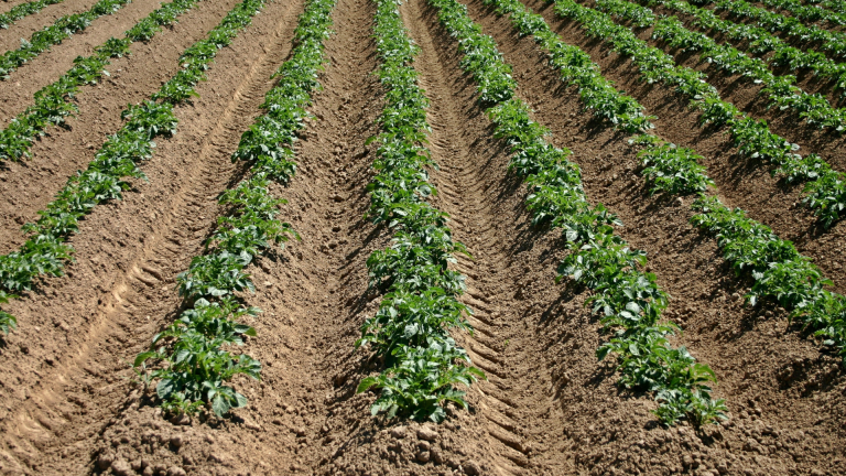 akkerbouw aardappelveld