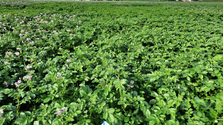 foto rassenproeven aardappelen