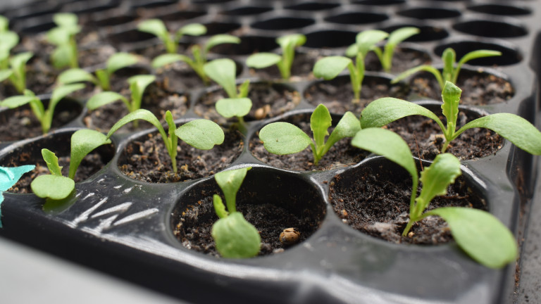 plantengroei bevorderende rhizobacteriën in een hydrocultuursysteem onderzocht.jpg