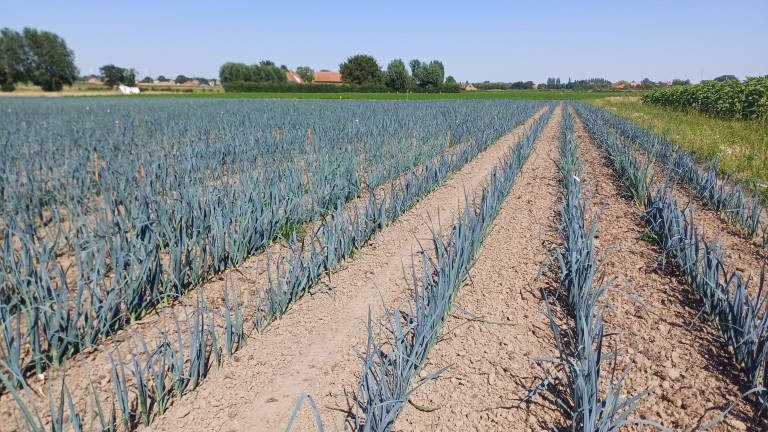 Rassenproef vroege herfstprei bio 29 juli 2024
