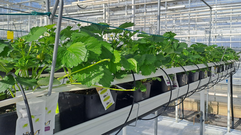 Voortrekken aardbeiplantjes van het object Verity.