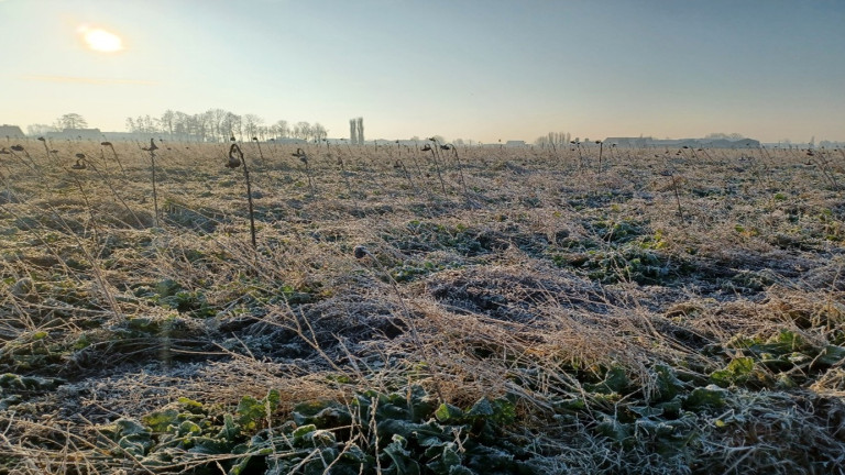 akker met groenbemester