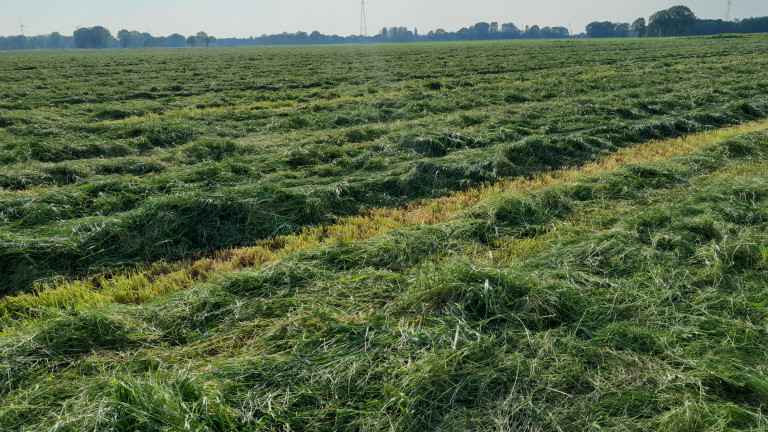 Gemaaid gras