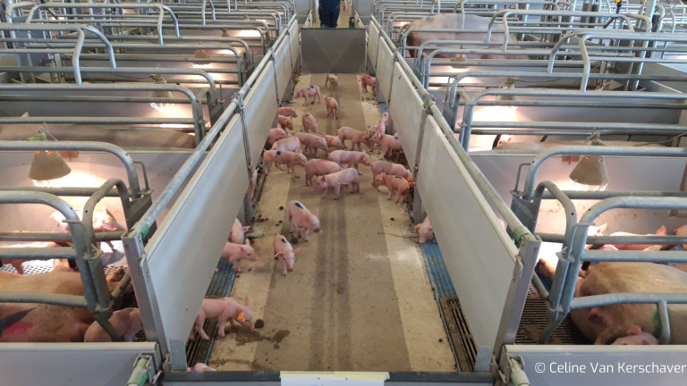 multisuckling varkens