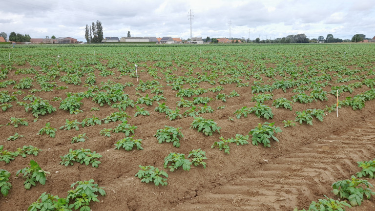 Opkomst aardappelras Jelly veldproef circulaire meststoffenmengsels