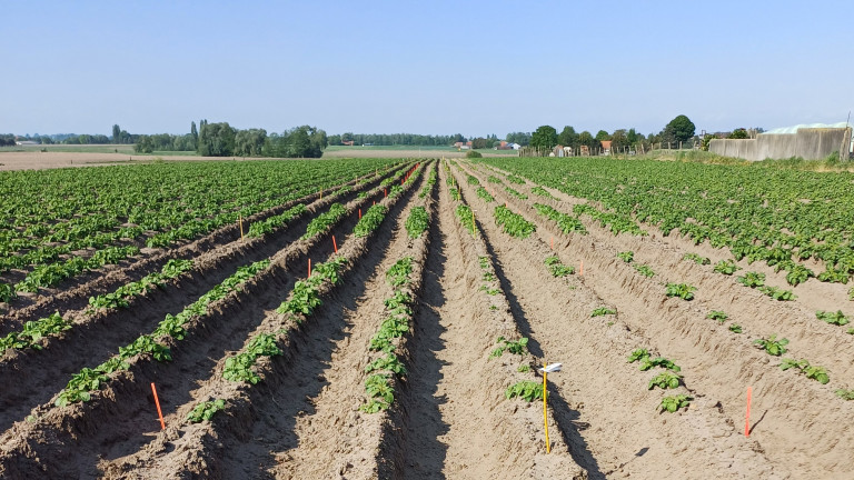(half)vroege aardappelen rassenproef 2025