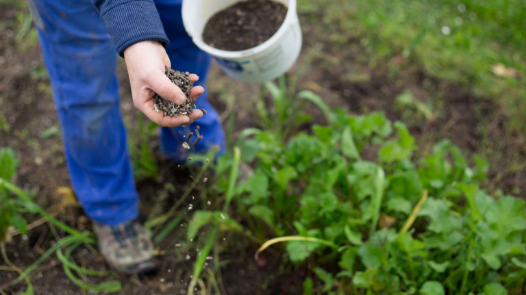 Organische korrelmeststof bio groenteteelt veld strooien emmertje blauwe broek