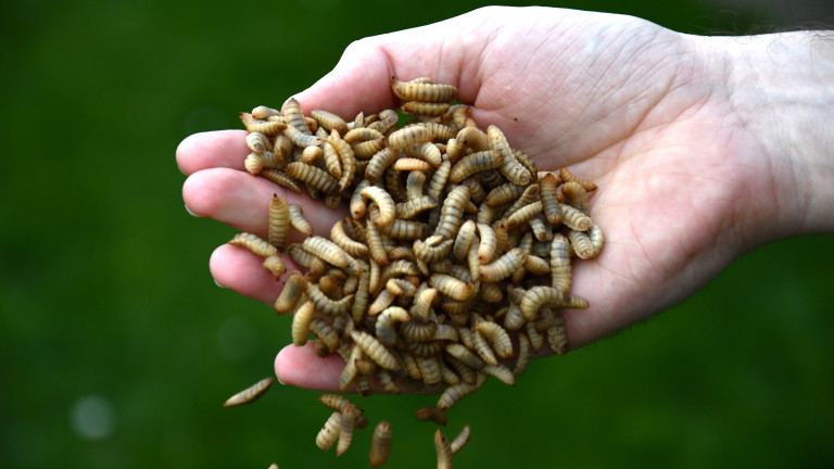 Insecten vallen uit hand