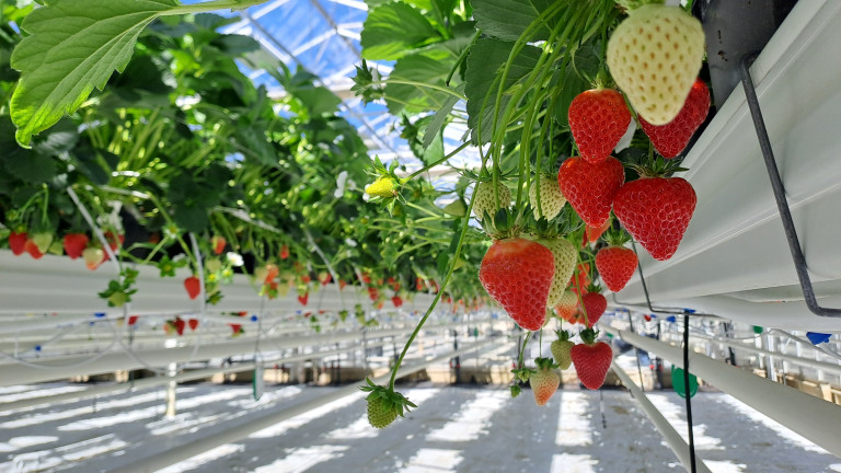 aardbeien in serre