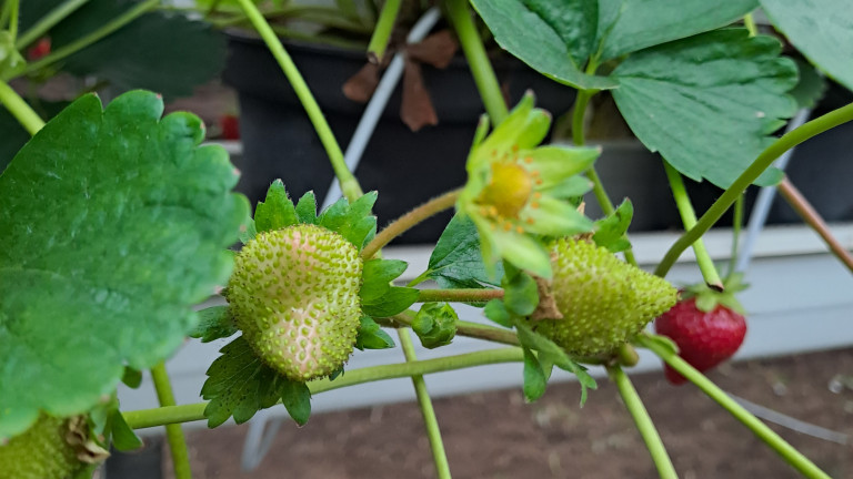 Schade in aardbeiteelt door bladaaltjes