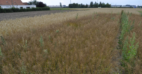 Een veld met Denderteelt