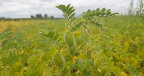 Veld vol met planten van kikkererwten