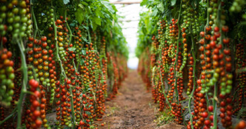 Trossen tomaten