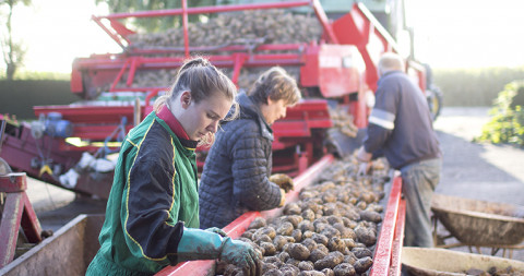 Oogst aardappelen Oudlandpolder