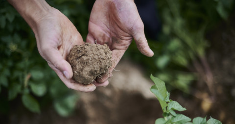 Handen houden een kluit aarde vast in biologische teelt