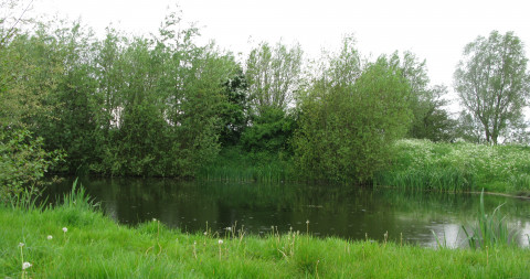Bomen en struiken zorgen voor een ideale afwisseling van zon en schaduw in het water en bieden schuilgelegenheid uit het water gedurende de winter.