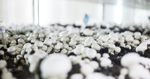 teeltbed Parijse champignon - beeld uit onderzoekscel