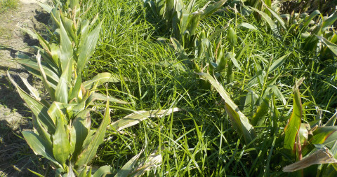 knolcyperus in mais